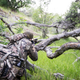 Image for article titled You Don't Know Turkey About Wild Turkeys